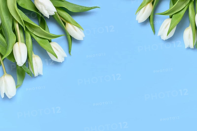 White Tulip spring flowers on blue background with copy space