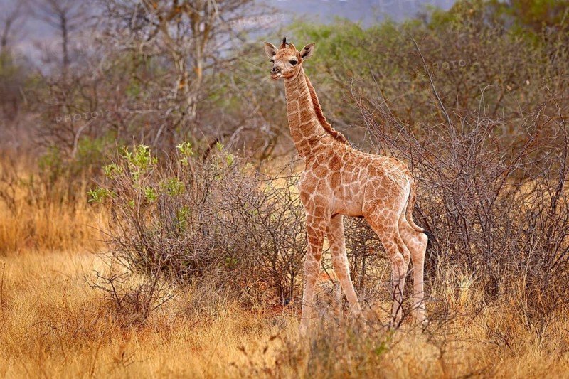 Giraffe babe. Young Giraffe and morning sunrise. Green vegetation with animal portrait. Wildlife scene from nature. Orange light in the forest, Okavango, Botswana