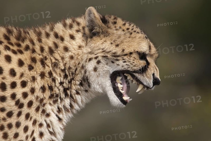 Cheetah (Acinonyx jubatus) captive, female hissing, Castile-La Mancha, Spain