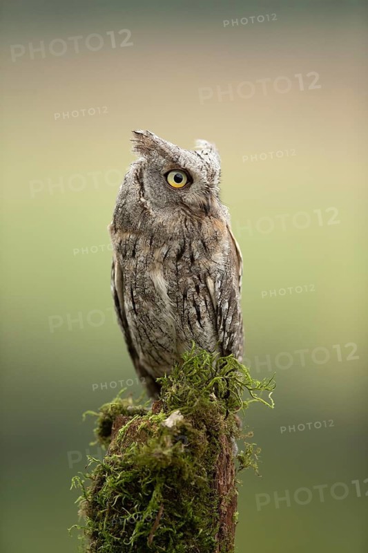 Eurasian Scops Owl (Otus scops) captive, juvenile, Germany