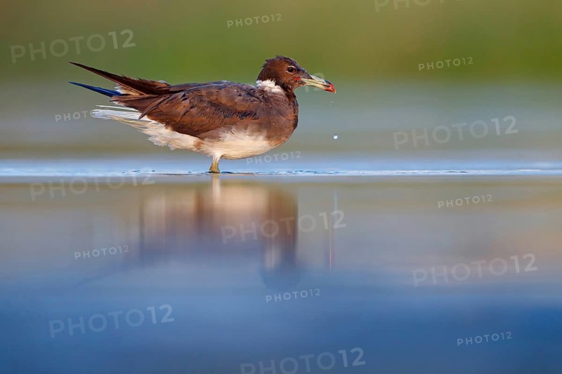 Hemprich's Gull, (Ichthyaetus hemprichii), (Larus hemprichii), Fish Eagle Gull Salalah, Raysut, Dhofar, Oman