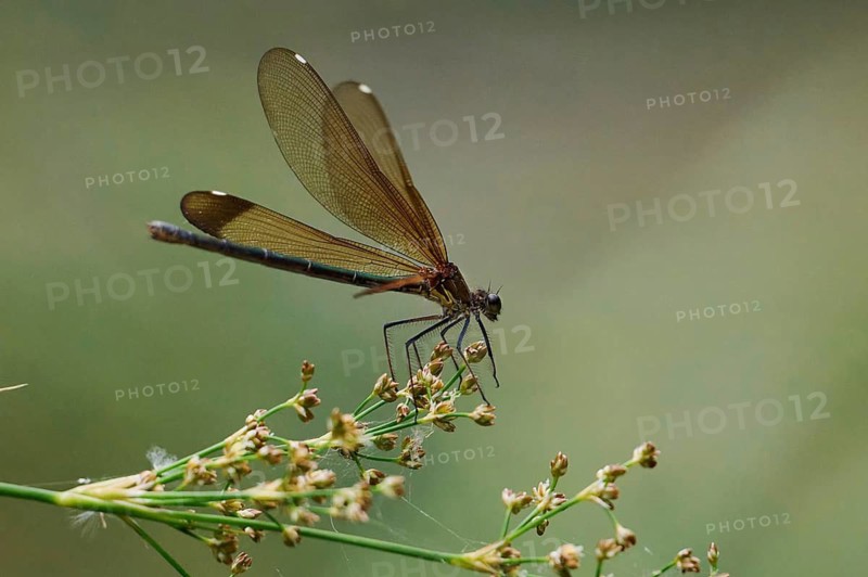 A vibrant Zygoptera perches gracefully on a delicate plant near the river. With slender wings and rich colors, the damselfly rests in the serene natural setting