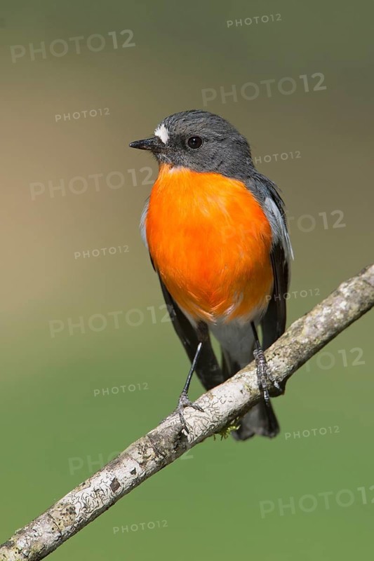 Flame Robin (Petroica phoenicea) male, Victoria, Australia