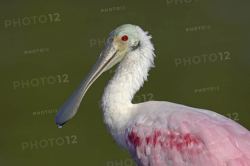 Roseate Spoonbill (Platalea ajaja), Florida, USA