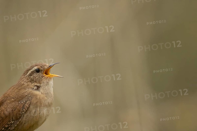 Eurasian wren (Troglodytes troglodytes) adult garden bird singing in the spring, RSPB Titchwell nature reerve, Norfolk, England, United Kingdom