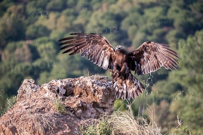 Golden Eagle (Aquila chrysaetos) landing, Andalusia, Spain