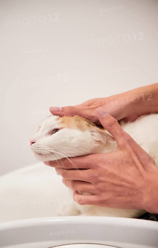A veterinarian gently examines a domestic cat during a routine check-up in a clinic. The professional care ensures the cat's health and well-being in a calm environment