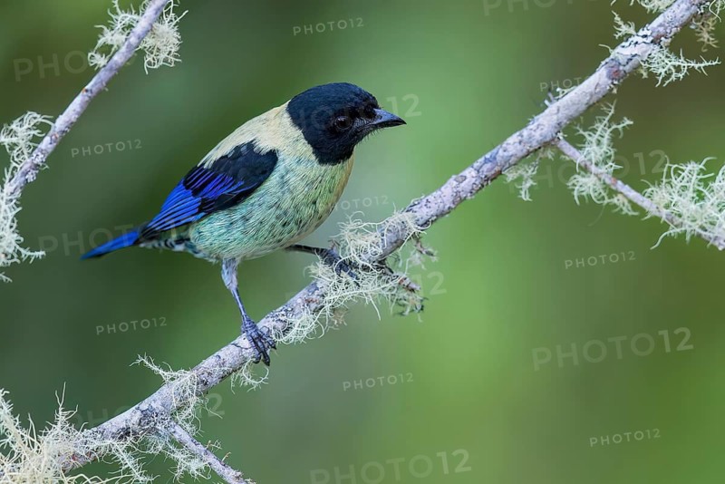 Black-headed Tanager (Tangara cyanoptera) perched on a branch in Colombia, South America