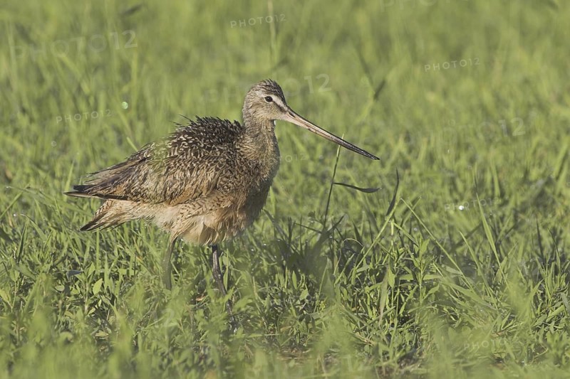 Marbled Godwit (Limosa fedoa), Canada