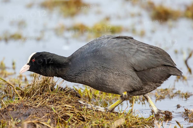 Eurasian Coot (Fulica atra) foraging, Netherlands