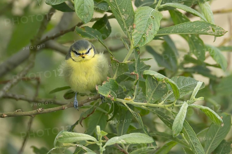 Blue tit (Cyanistes caeruleus) juvenile baby bird on a tree branch in summer, Suffolk, England, United Kingdom