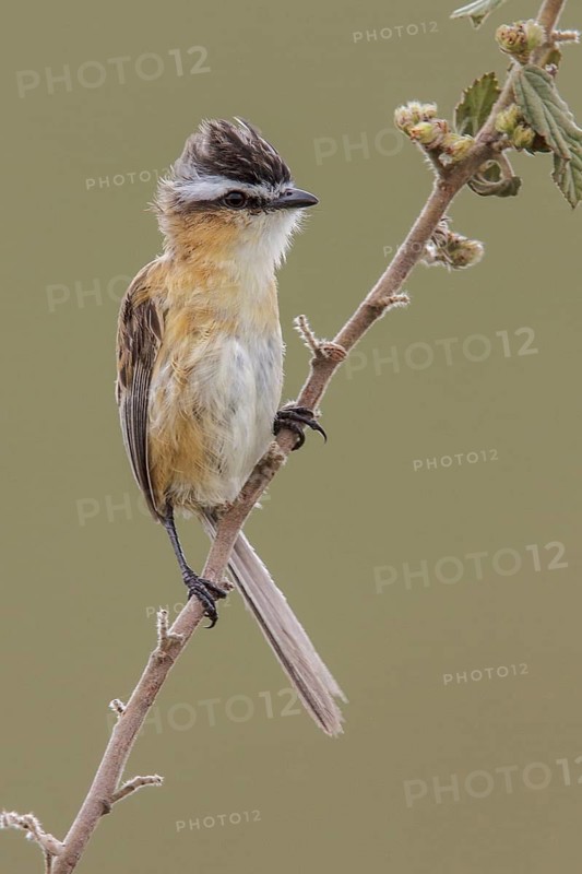Sharp-tailed Tyrant (Culicivora caudacuta) perched on a branch in the Atlantic rainforest of southeast Brazil
