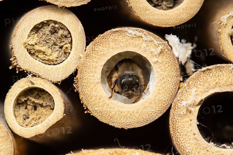 Red mason bee (Osmia bicornis) adult insect emerging from a hole on a bee or bug hotel in summer, England, United Kingdom