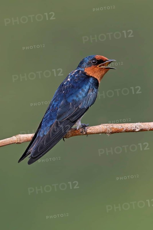 Pacific Swallow (Hirundo tahitica), Malaysia