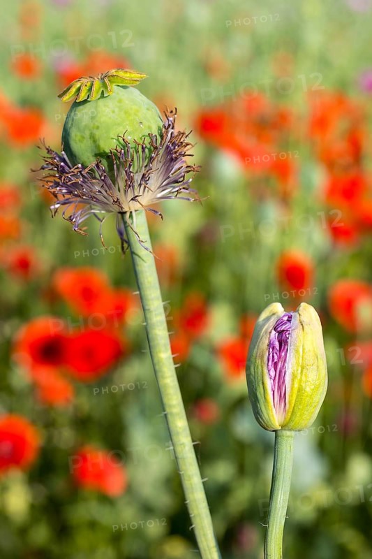 Flower bud and fresh poppy capsule still with stamens of the blue poppy (Papaver somniferum), in the background the red blossoming flowers of the poppy (Papaver rhoeas) in a field near Callenberg, Saxony, Germany