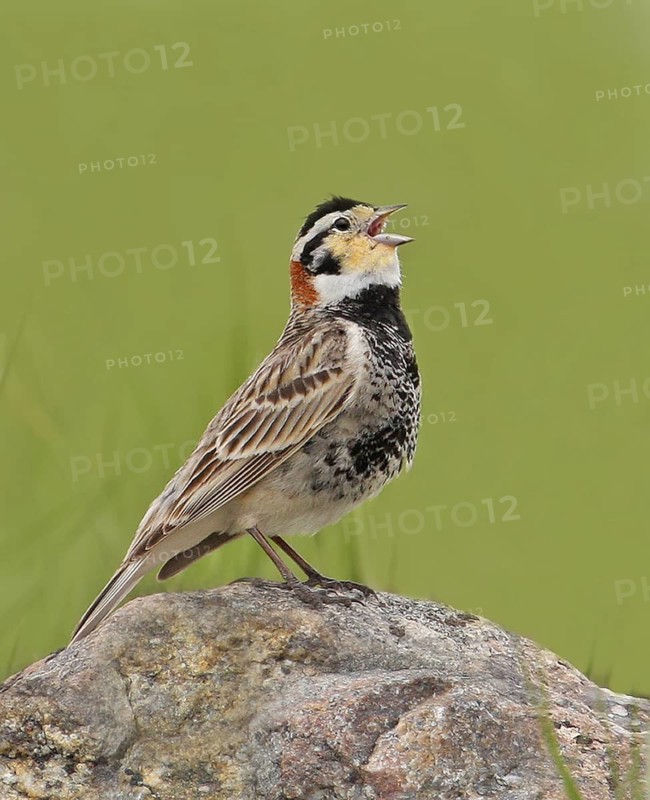 A male Chestnut-collared Longspur, Calcarius ornatus, singing at Grasslands National Park, Saskatchewan, Canada