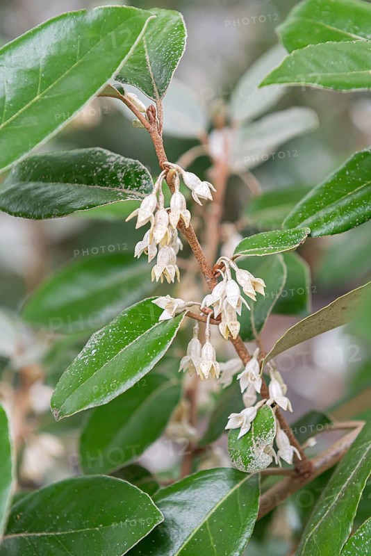 Oleaster willow (Elaeagnus × ebbingei), Lorberg Nursery, Germany