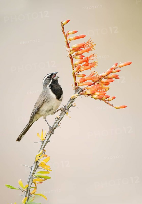 Black-throated Sparrow (Amphispiza bilineata) singing from a branch, Arizona, USA