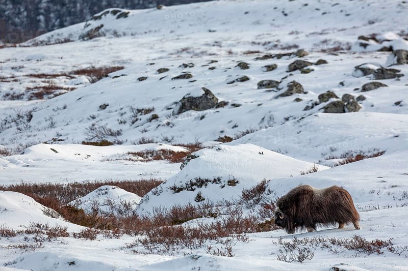 A musk ox cow (Ovibos moschatus) wanders through the vastness of the Norwegian tundra, winter, snow, cold, tundra landscape, October, Norway