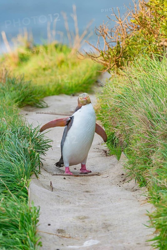 Yellow-eyed Penguin (Megadyptes antipodes) on the move, Otago Region, South Island, New Zealand