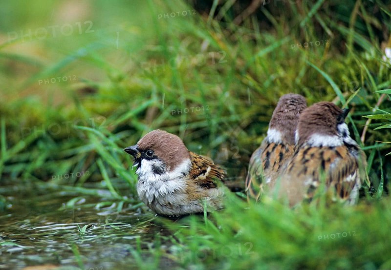 Tree Sparrow, Passer Montanus, Sparrow, Tree Sparrow, Bath, Bird Bath, Birds, Garden, Leo, Passeri, Songbirds, Sparrow, Sparrow, Sparrow, Sparrow, Sparrow, Sparrow, Sparrow, Bird Bath, Birds