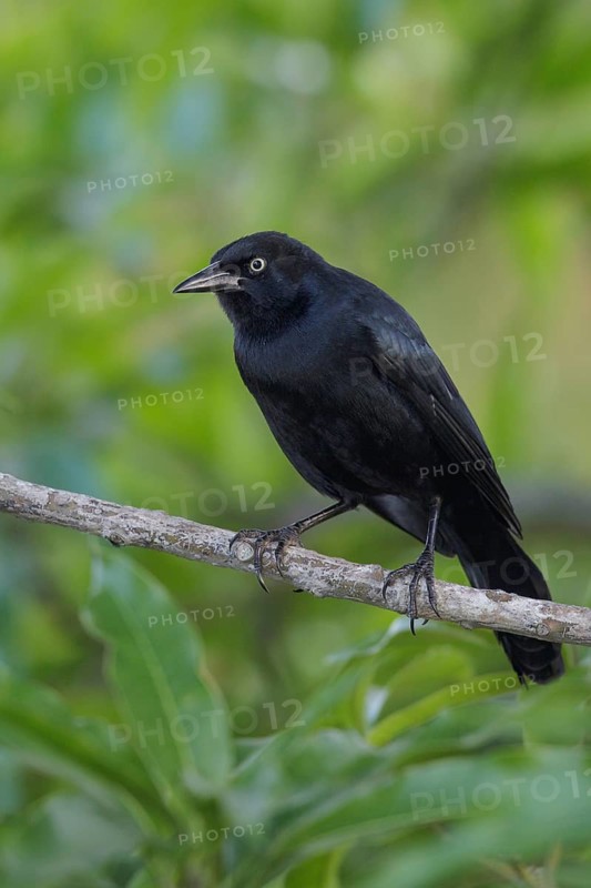 Greater Antillean grackle (Quiscalus niger) perched on a branch in Cuba