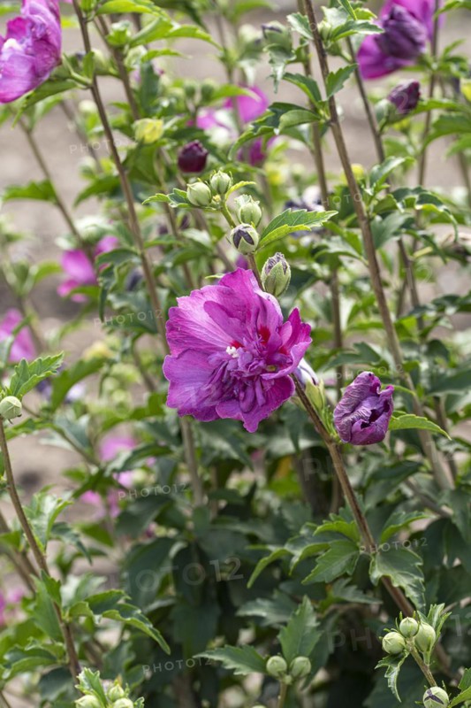 Garden marshmallow (Hibiscus syriacus PURPLE RUFFLES), Anchers Havecenter, Ellerhoop-Thiensen, Schleswig-Holstein, Germany