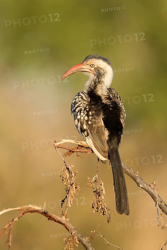 Roodsnaveltok zittend in struik, Red-billed Hornbill sitting on branch