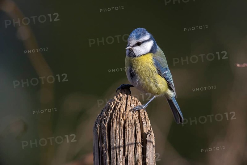 Blue tit, parus caeruleus, birds, garden fence, garden fence, tits, passeri, songbirds, songbirds, tits, birds