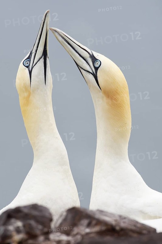 Northern Gannet (Morus bassanus), Scotland, United Kingdom