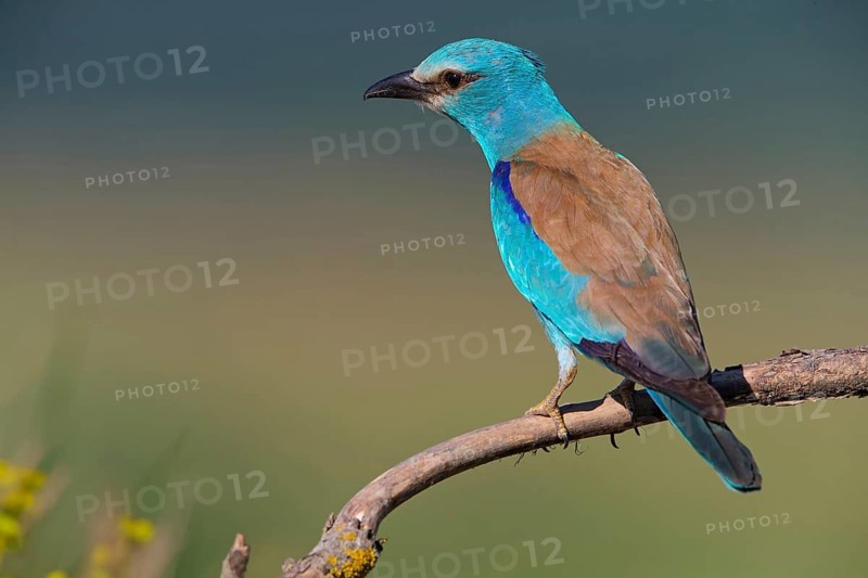 Roller, Almond Crow, (Coracias garrulus), animals, birds, raptors, raptor family, perch, biotope, habitat, Muselievo, Muselievo, Pleven, Bulgaria