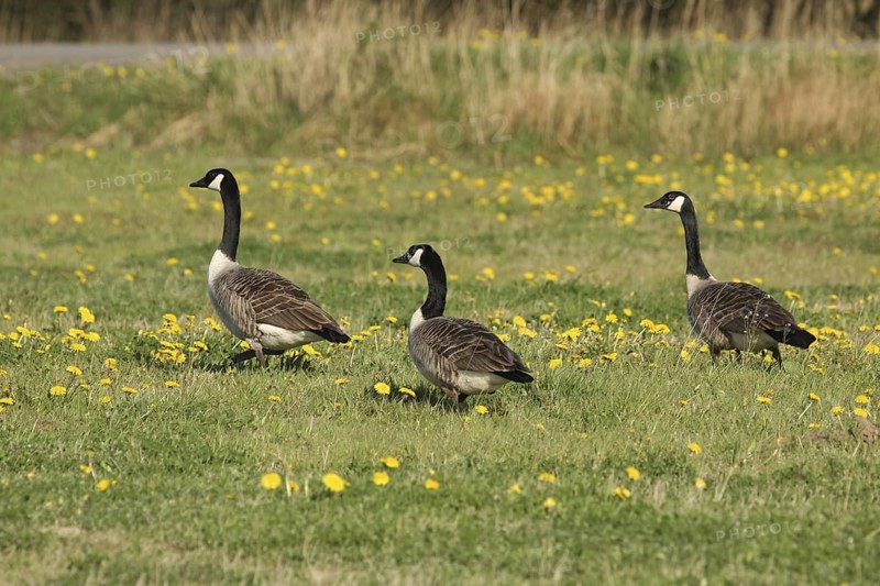 Canada Goose (Branta canadensis), Lower Saxony, Germany