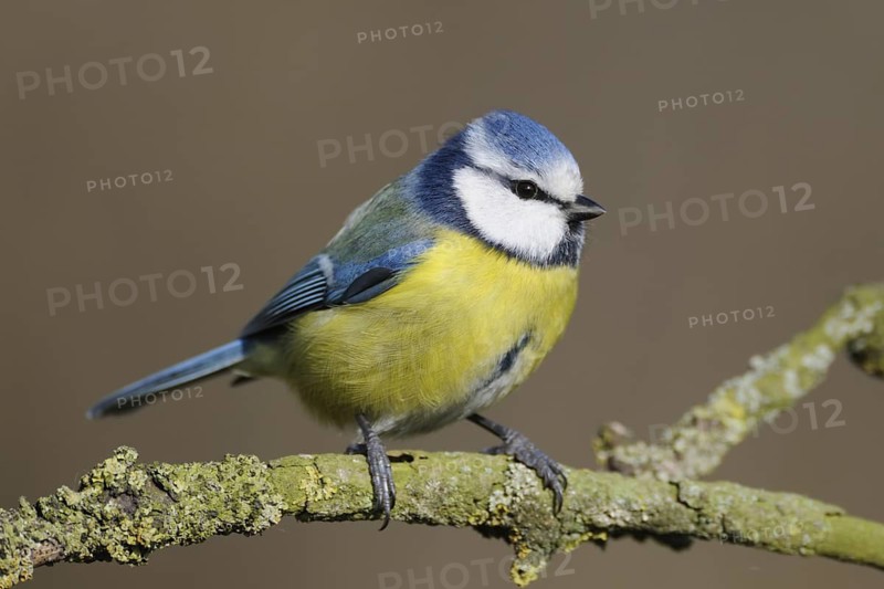 Eurasian Blue Tit (Cyanistes caeruleus) perched on a lichen branch, North Rhine-Westphalia, Germany