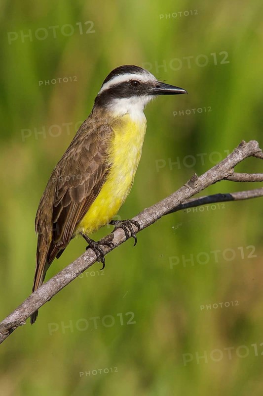 Lesser Kiskadee (Philohydor lictor) perched on a branch in Manu National Park, Peru