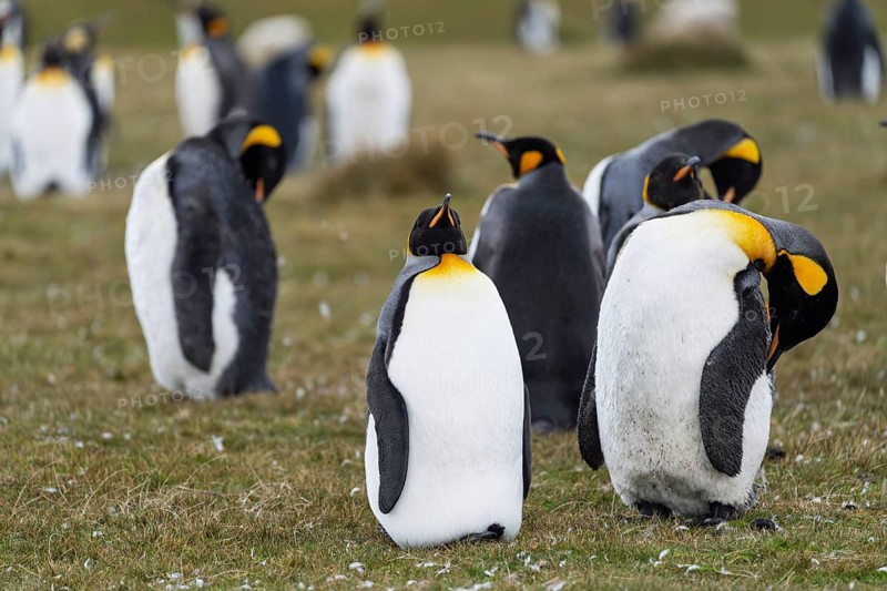 King penguins (Aptenodytes patagonicus), group of adults in colony on grass, one animal with open beak, Volunteer Point, East Falkland, Falkland Islands