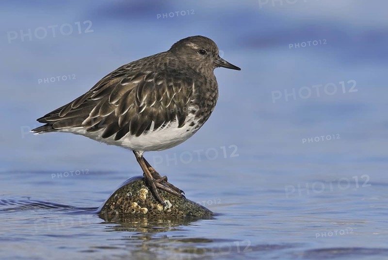 Black Turnstone (Arenaria melanocephala), British Columbia, Canada
