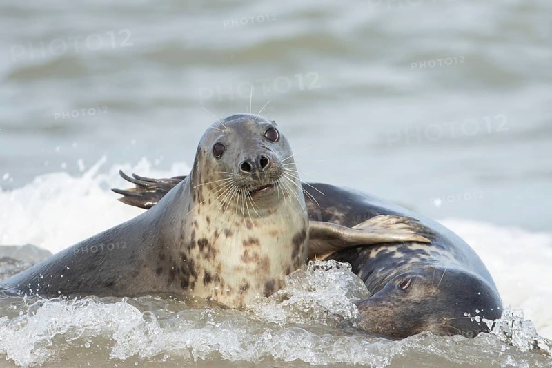 Atlantic grey seal (Halichoerus grypus) two adult seals animals in love courting in the waves of the sea, England, United Kingdom