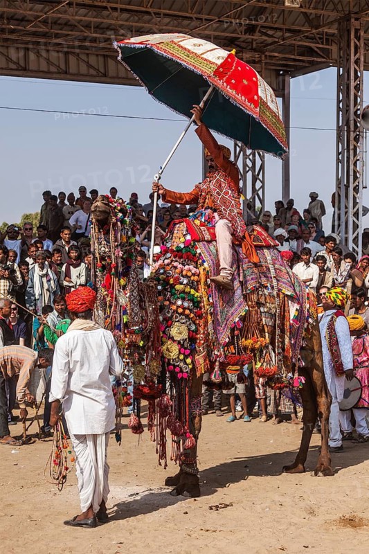 PUSHKAR, INDIA, NOVEMBER 22, 2012: Camel decoration competition contest at Pushkar camel fair (Pushkar Mela), annual five-day camel and livestock fair, one of the world's largest camel fairs and tourist attraction