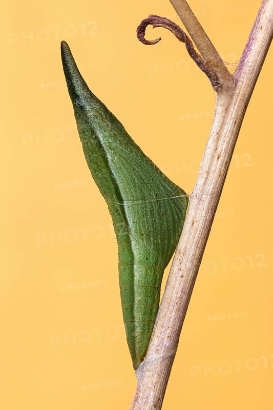 Die grüne Grütel-Puppe vom Östlicher Aurorafalter (Anthocharis damone), Sizilien - Italien