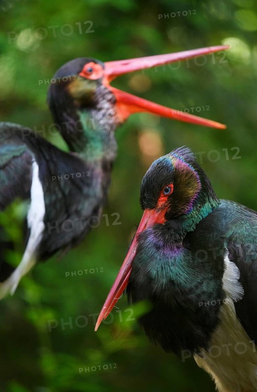 Black stork (Ciconia nigra), captive