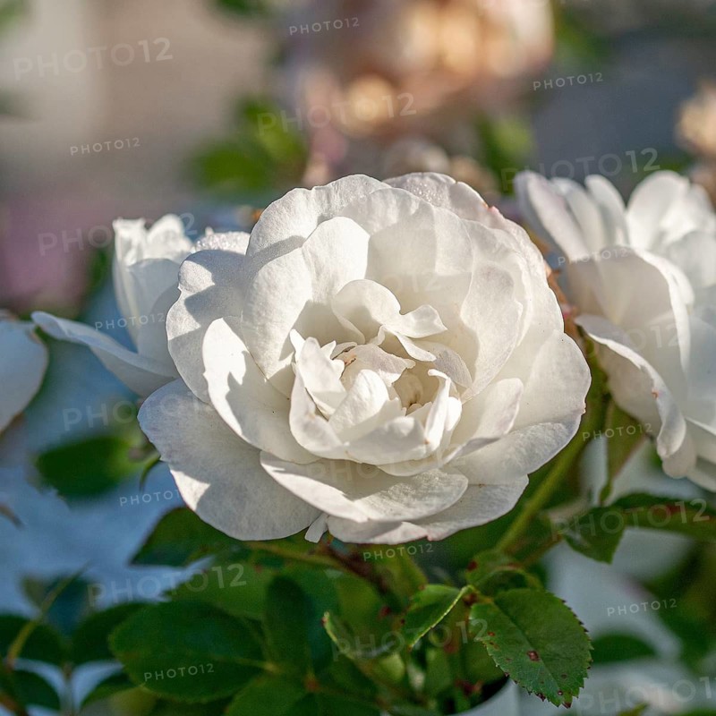 Dwarf rose (Rosa WHITE BABYFLOR), BS Sämann, Germany