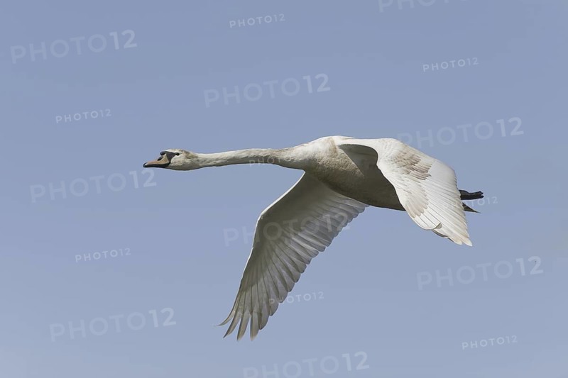 Mute Swan (Cygnus olor) juvenile flying, Saxony, Germany