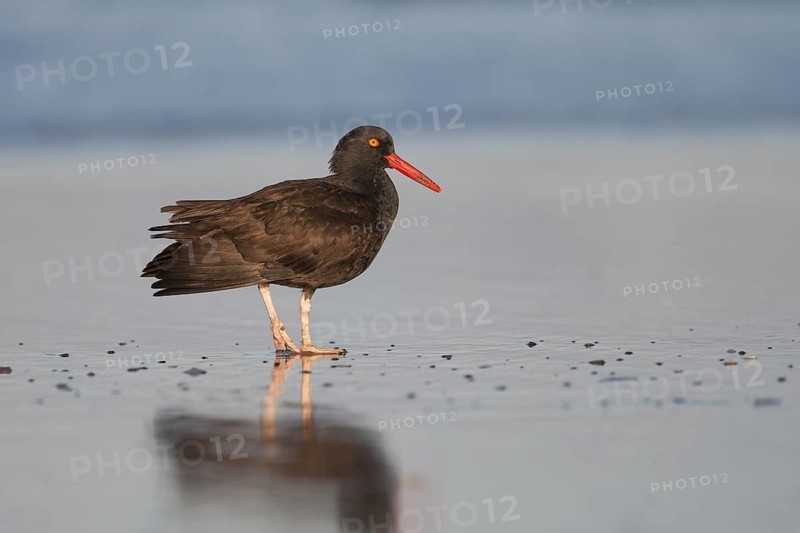 Black Oystercatcher (Haematopus bachmani) foraging on shore, California, USA