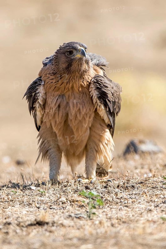 Bonelli's Eagle (Aquila fasciata) juvenile on ground, Andalusia, Spain