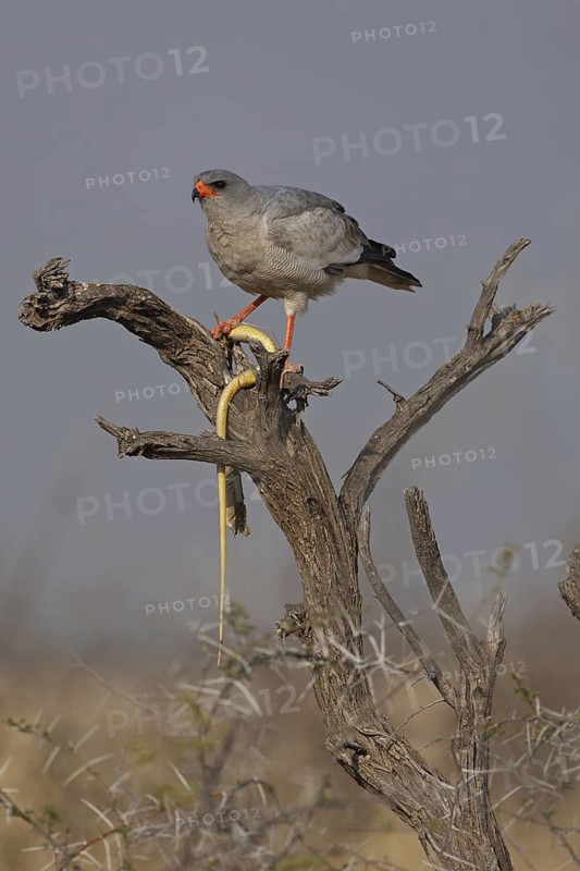 Pale Chanting Goshawk (Melierax canorus), Oshikoto, Namibia