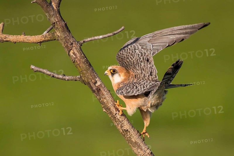 Red-footed Falcon (Falco vespertinus) female perched on a branch, Subotica, Serbia