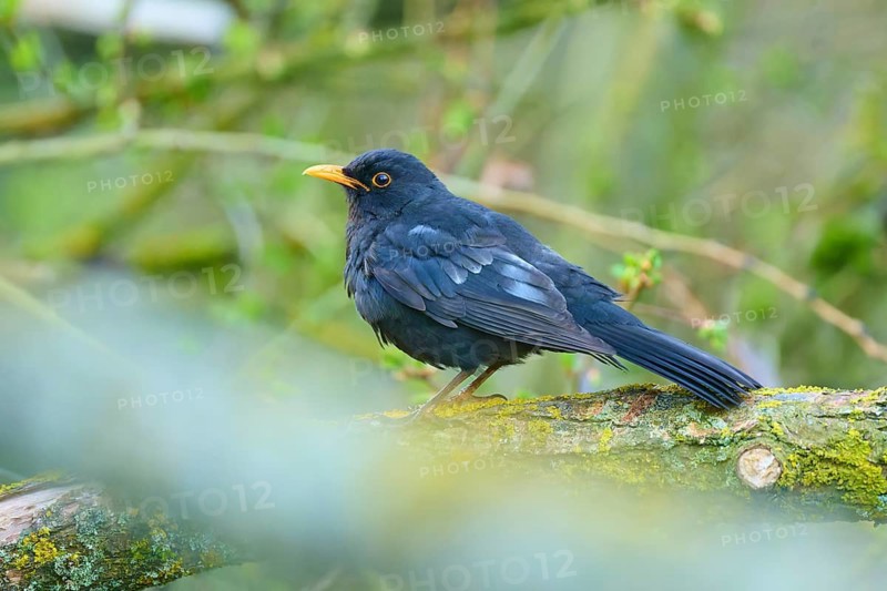 Blackbird resting on a green mossy branch, surrounded by blurred foliage, Blackbird (Turdus merula), spring, bird island, Altmühlsee, Muhr am See, Gunzenhausen, Franconian Lake District, Bavaria, Germany