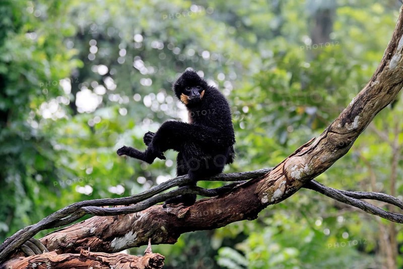 Southern yellow-cheeked gibbon (Nomascus gabriellae), adult, male, sitting, on tree, alert, Southeast Asia