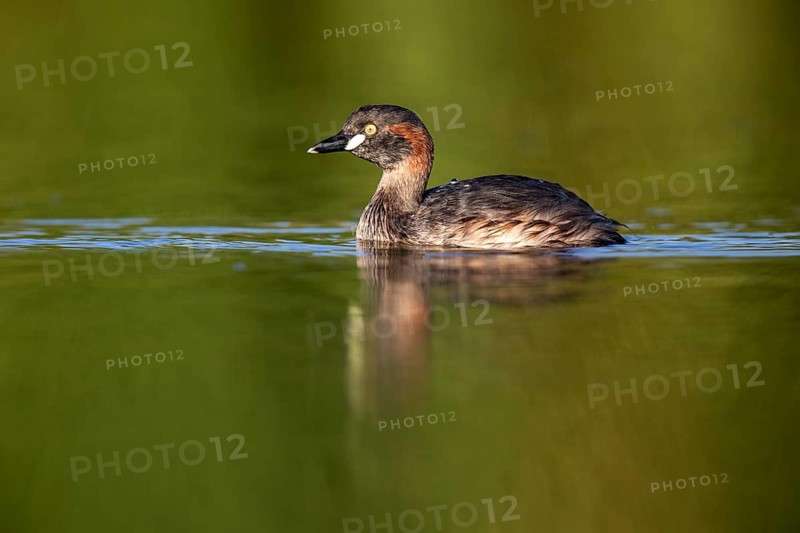 Australasian Grebe (Tachybaptus novaehollandiae), Queensland, Australia