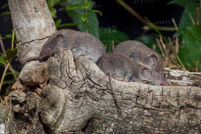 Crocidura Russula, Greater White-Toothed Shrew, House Shrew, Insectivora, Insectivora, Adolescent, Juvenile, Mammals, Shrew, Mammals
